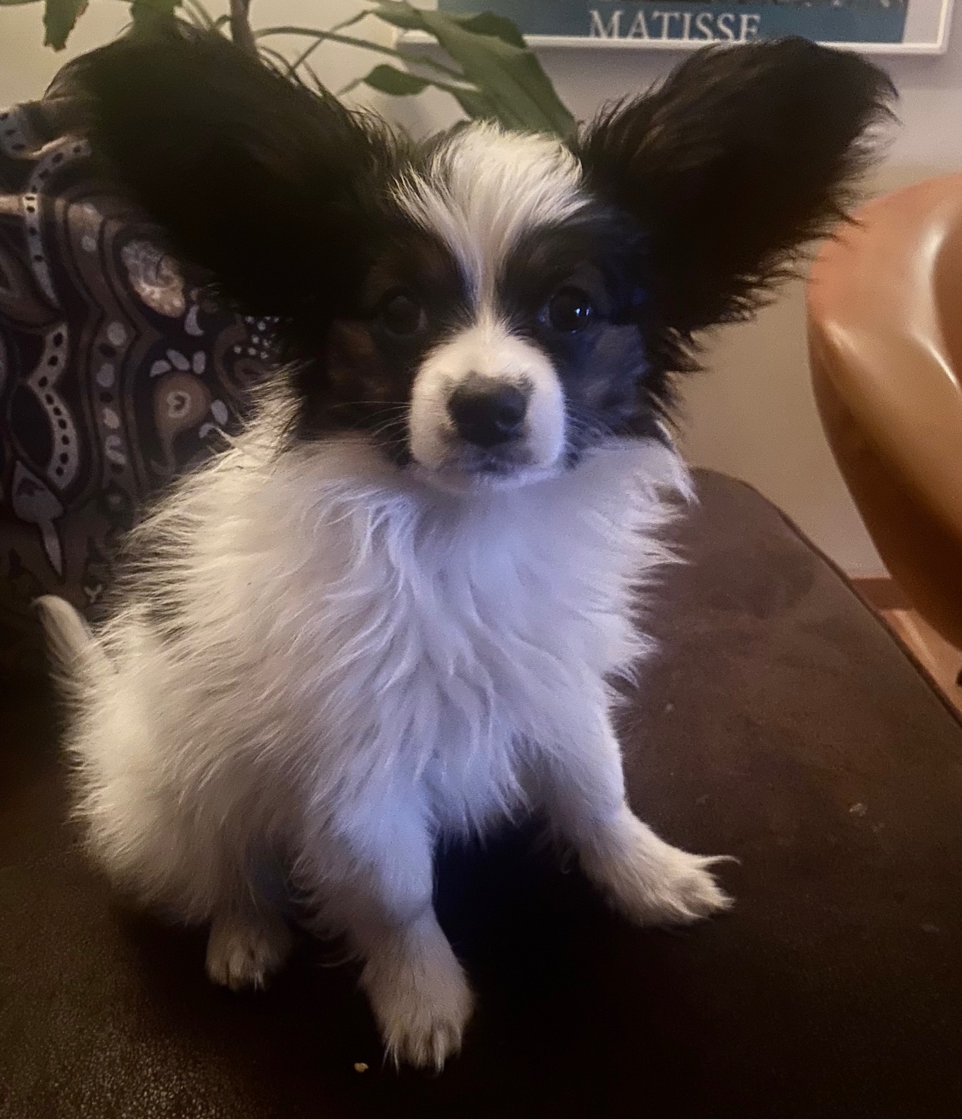 Milou